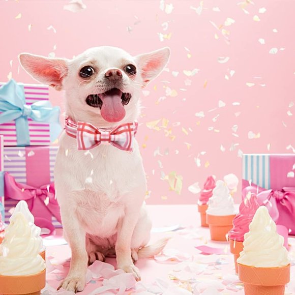 DogWong Dog Collar Pink Plaid With Bowtie XS Fits 8-12" Neck NEW 5/8" Width - Picture 4 of 7